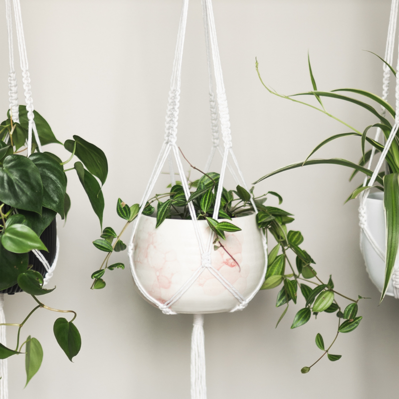 plants hanging with macrame hangers